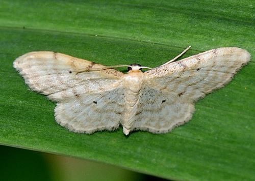 Idaea fuscovenosa